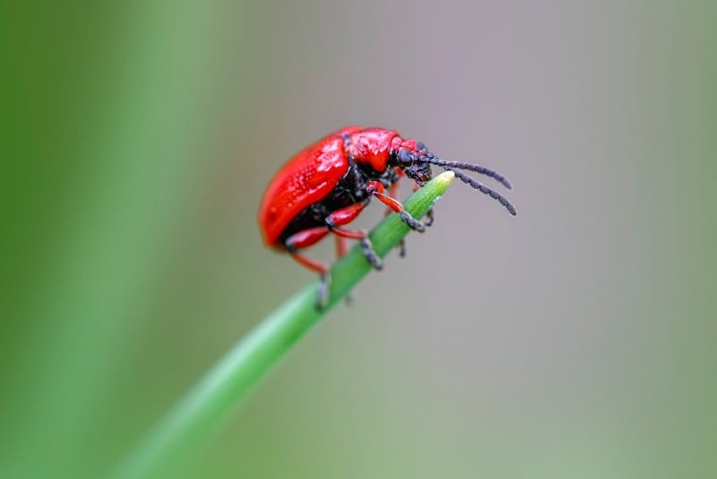 Pest Control Advice