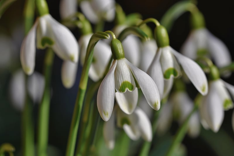 Seasonal Gardening Tips