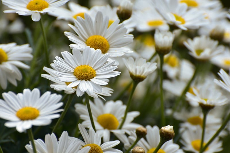 Garden with flowers